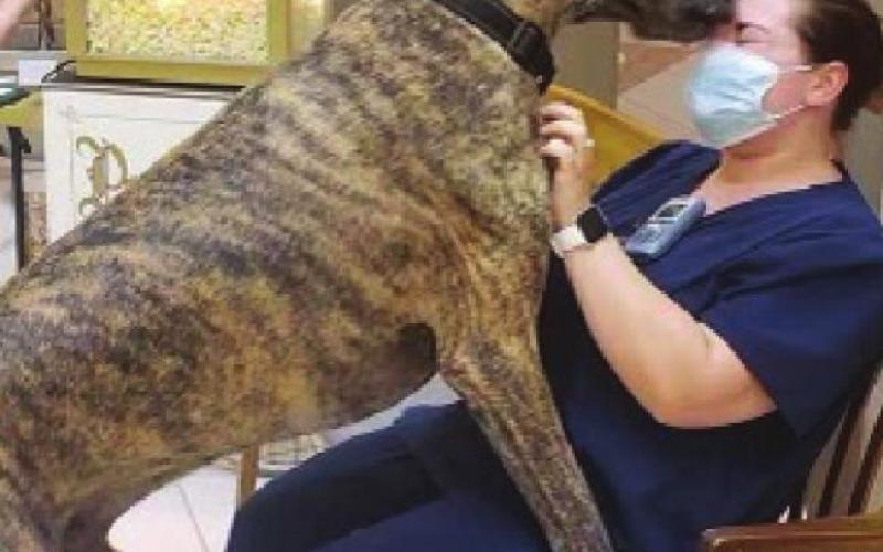 Gentle giant Duke