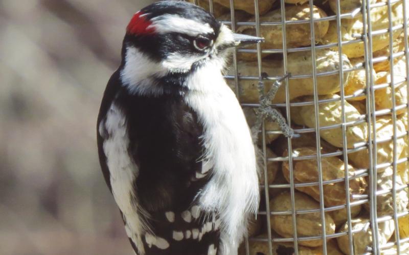 Downy woodpecker at W.W. Knight Nature Preserve.