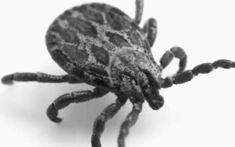 Ticks and Lyme disease