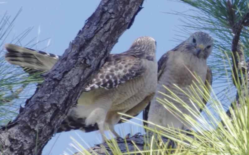 “Scree-scree!” is Spring break hawkish vernacular for “Excuse me, miss, do you come here often?”