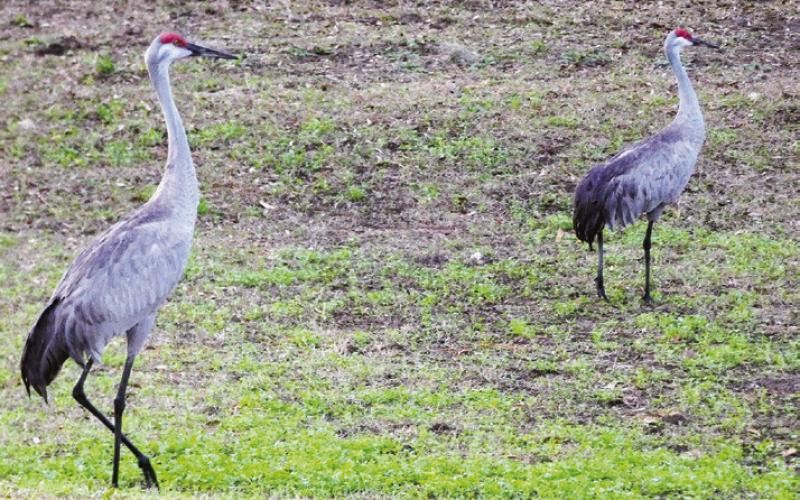 A pair of noisy sandhill cranes came to visit during breakfast.