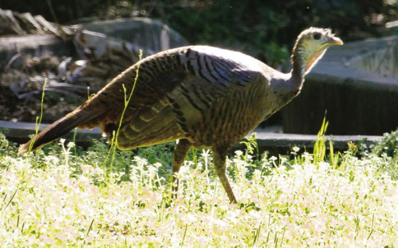 Wild turkeys are quite adept at recognizing places where they are safe during the spring hunting season.