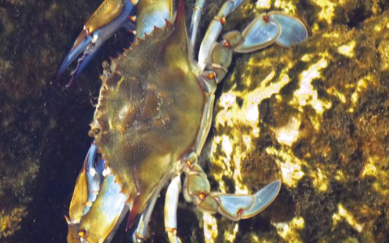 Blue crabs hang out in the vents or “boils” at Salt Springs. But crab boils are a somewhat different thing. Tasty, though.