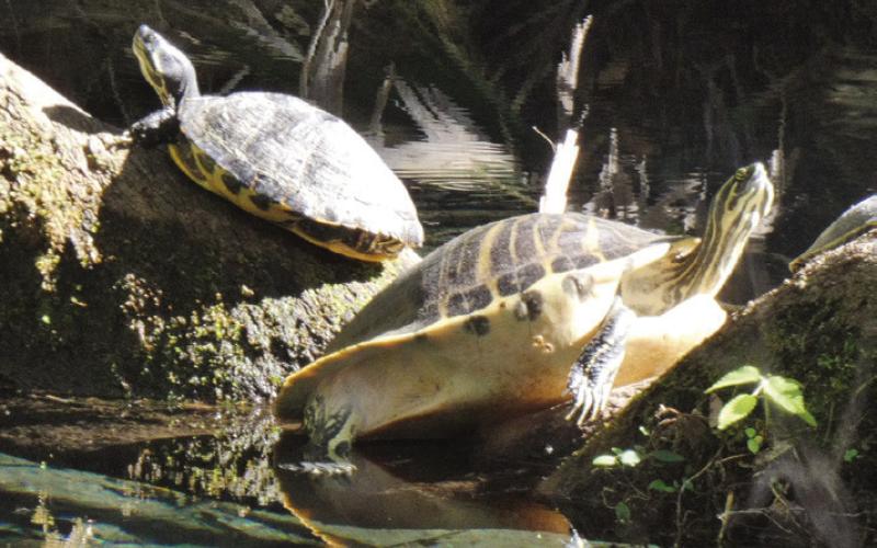 The water-level branches of live oaks are favorite sunning places for turtles at Fern Hammock.