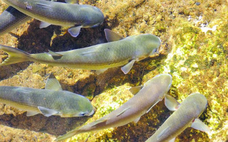 Mullet by the hundreds enter Salt Springs. Locals say you can eat them—but you might not enjoy the experience.