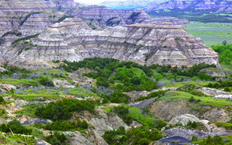 The Badlands of North Dakota are much greener than Badlands National Park in South Dakota, so, theoretically, they're more hospitable to cattle ranching.