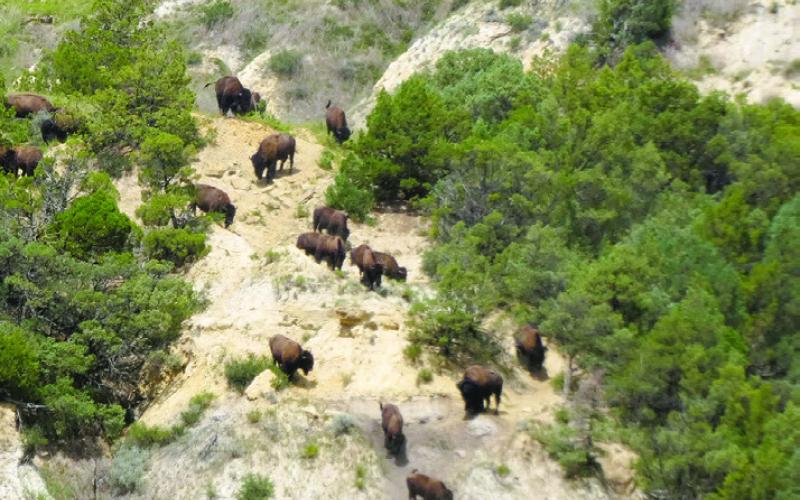 As these bison descended, a steady stream continued to arrive from over the ridge.