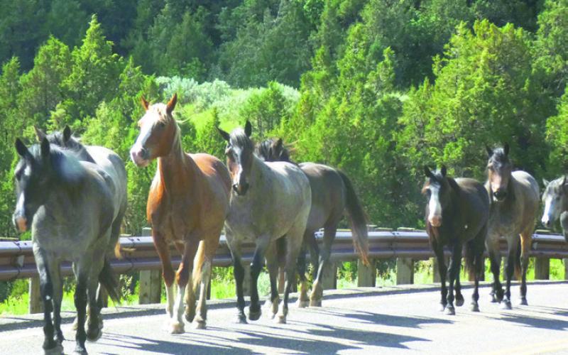 A small herd came directly toward us on the road.