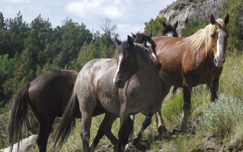 Caught in traffic, some of the horses tried unsuccessfully to climb the slope.