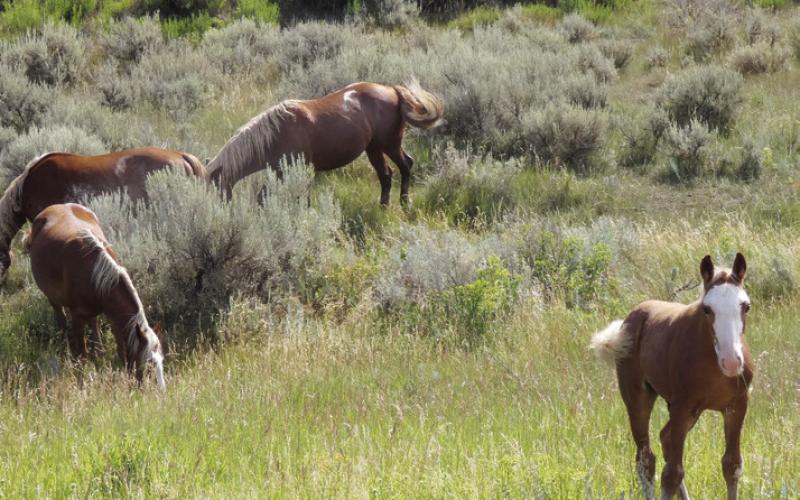 This colt was curious and came to get a better look at us. The mares kept grazing, bored by yet another couple of tourists.
