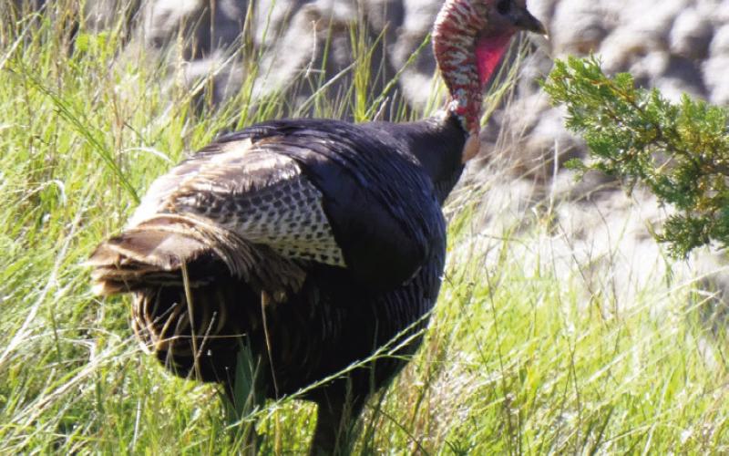 Years ago we never saw wild turkeys. Now they are fairly common all over the country.