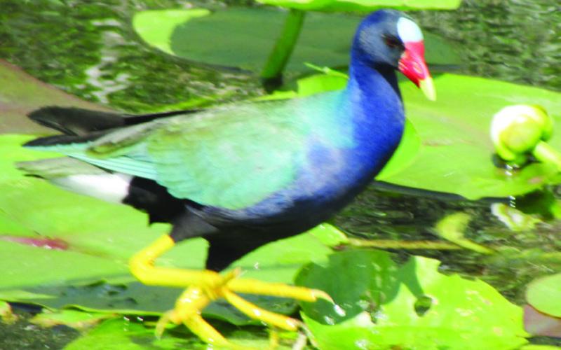 The purple gallinule has long toes that allow it to walk across lily pads without sinking. We have heard tourists call it a Galileo, a galleon, and a Galiano, but it is Shirley's favorite no matter what it is called.
