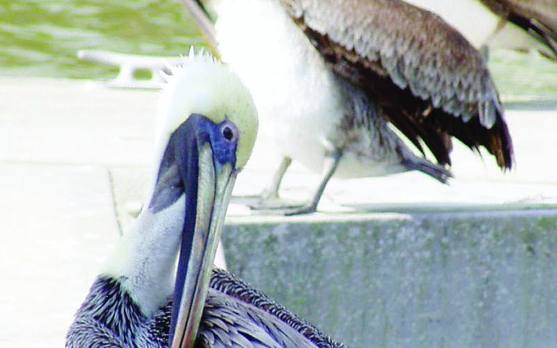 As everyone knows, a pelican’s beak can hold more than his belly can.