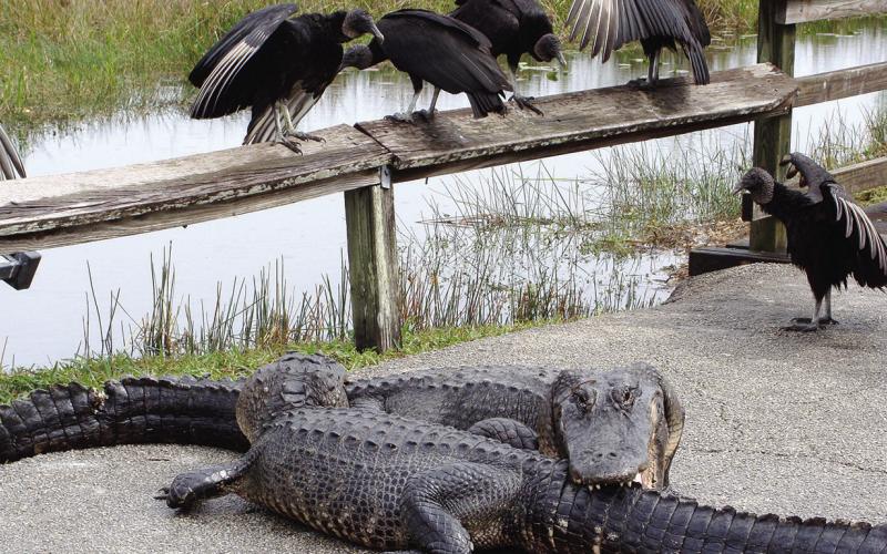 We had tickets for The Great Gator Rumble. Vultures were laying side bets and calling dibs on the loser.