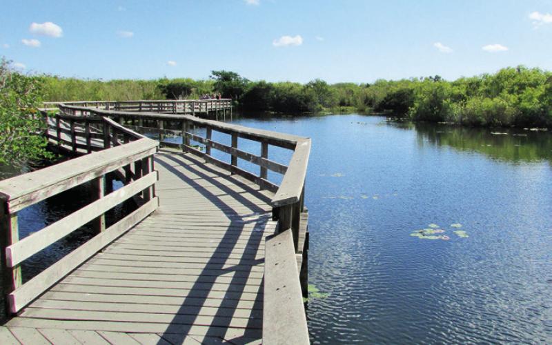 The boardwalk portion of the Anhinga Trail made it quite easy to get within just a few feet of nesting birds, gators, or ospreys dive bombing for fish. are the good ol’ days they will bore their grandchildren about. You have undoubtedly heard that