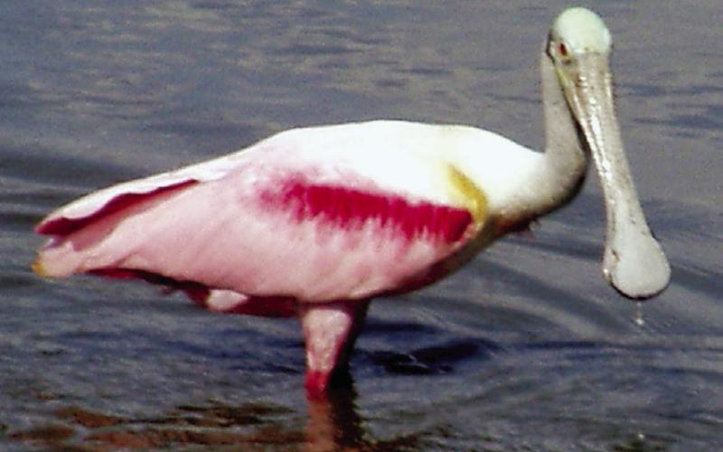 Roseate spoonbills could benefit from rhinoplasty, but they compensate with color.