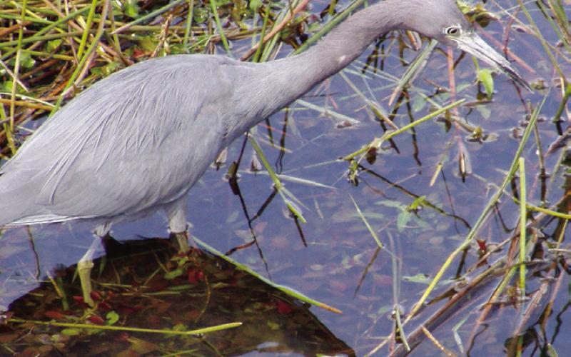 The little blue heron is noticeably smaller than the great blue and the tri-color.