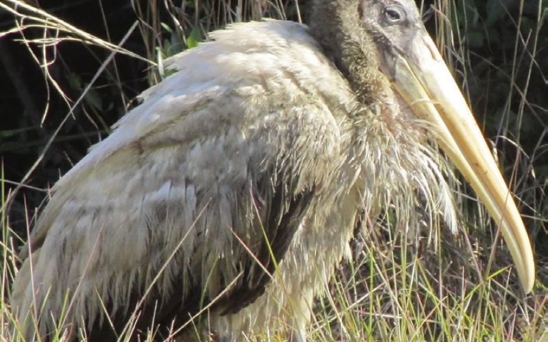 This juvenile wood stork’s mother thinks he is beautiful, regardless of your opinion.