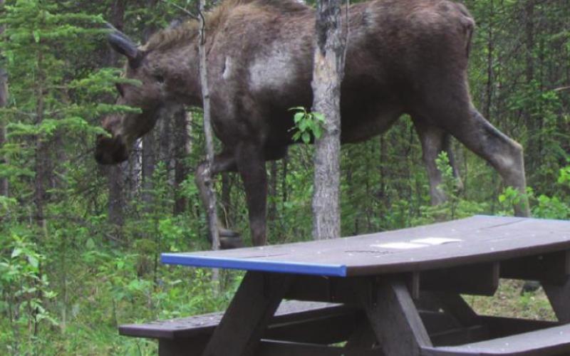 How do you feel about wildlife wandering right past your picnic table? Not everyone is thrilled by the idea.