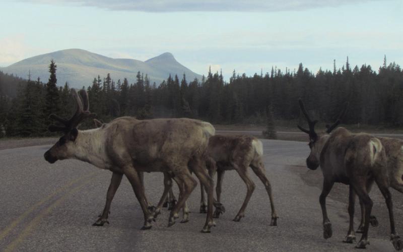 Lee said we were not stopping again unless there were caribou right in the road.