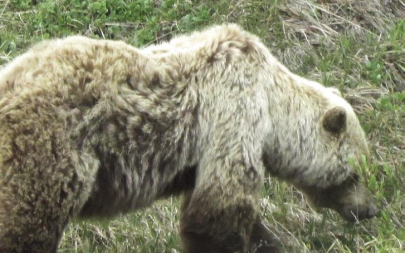 Grizzly bears were so common that Canadians didn’t even slow down to take a look. Even Shirley became so jaded that she dismissed them. “Poo! He’s just a little one.”