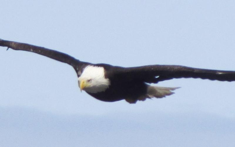 Anchor Point is a good place to get up close and personal with eagles.