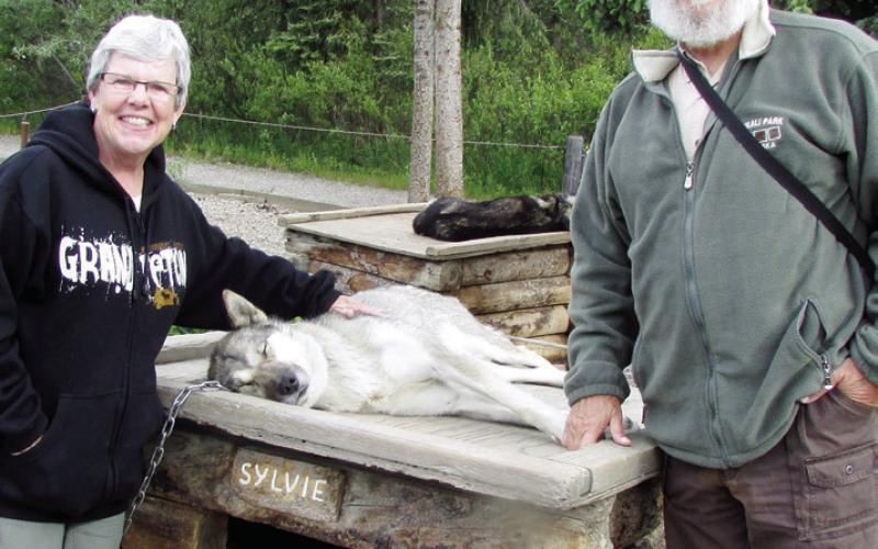 Sled dogs sleep on the roofs of their houses just like Snoopy.