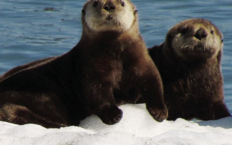 Sea otters use ice flows as their tour boats.