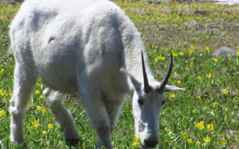 Mountain goats and bighorn sheep hang out at Logan Pass in Glacier NP. It is easy to tell white goats from brown sheep. Both seem to love the taste of glacier lilies.