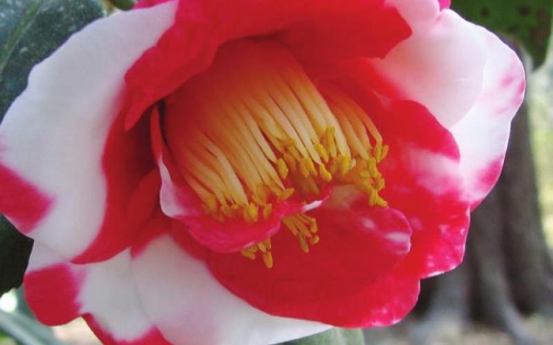 There are extensive displays of camellias at Avery Island.