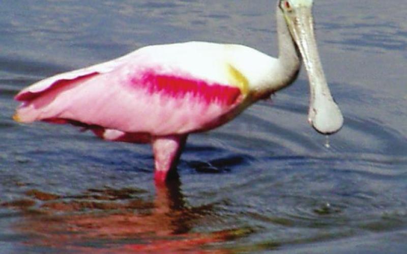 We had looked forward to the flocks of spoonbills at Jefferson Island, but they had not yet returned this year.