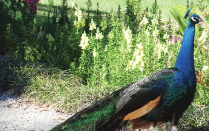 Four dozen peacocks greeted us in Rip Van Winkle Gardens with non-stop squawking.