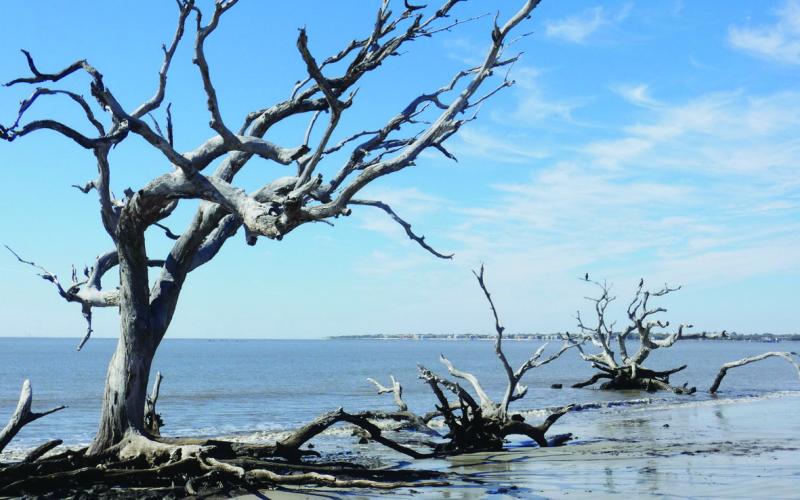 The attraction at Driftwood Beach, strangely enough, is dead trees.