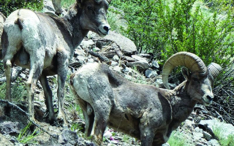 Some bighorns descended, crossed the road, and continued down the cliff to the river.