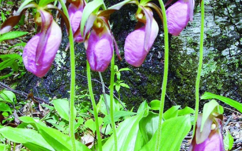 Lady slippers thrive in the moist environment near Crabtree Falls and a thousand other places along the Parkway.