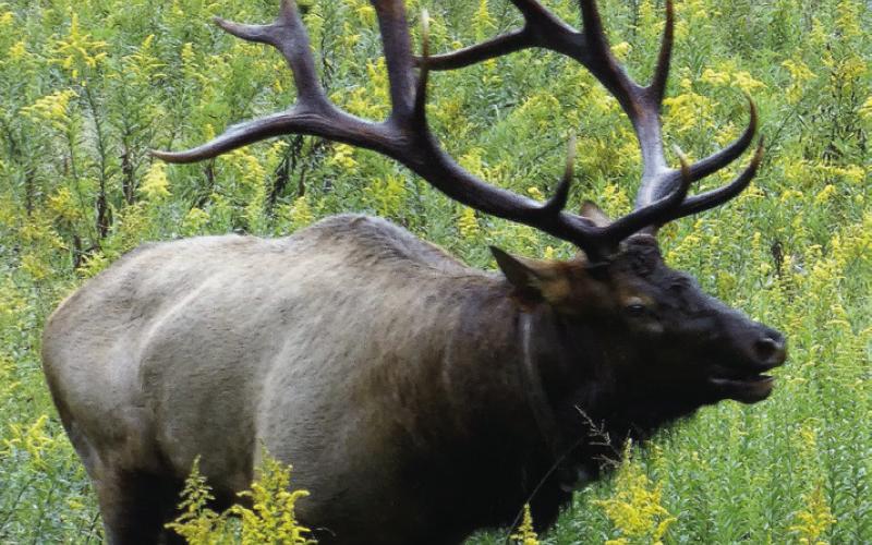 The sound of bugling elk during the fall rut can raise the hair on the back of your neck.