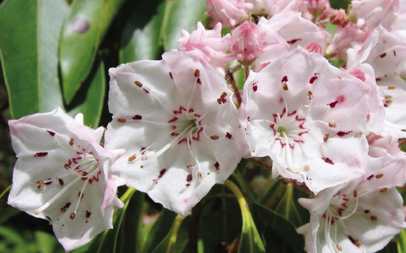Great thickets of mountain laurel are found along the Parkway.