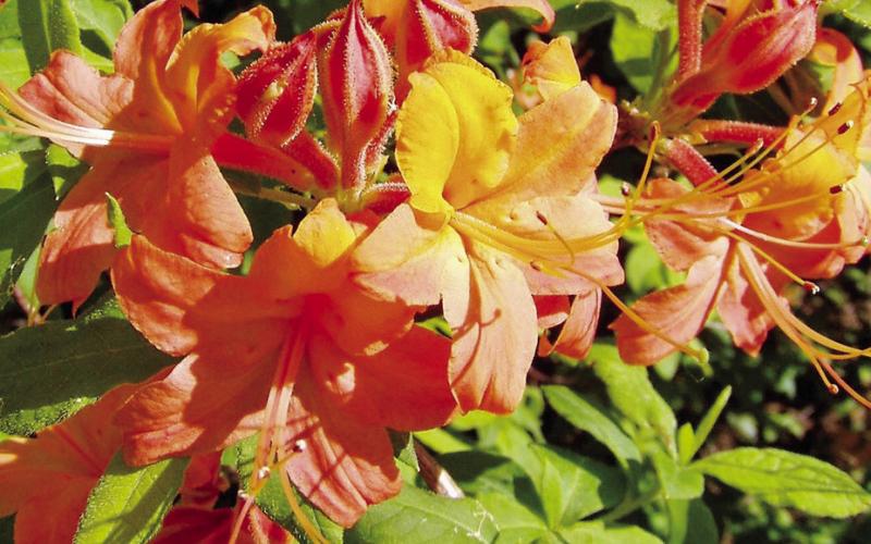 Azaleas are found in hues ranging from pure white through pale pink and yellow to vivid flame orange. Their cousins the rhododendrons compete for attention in a variety of colors as well.