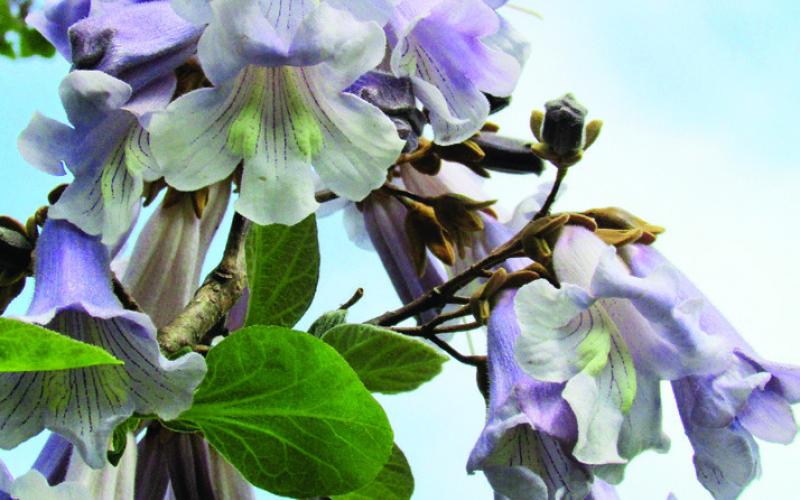 Paulonia, or Princess trees, are covered with pale blue blossoms. A grove of the trees in springtime can be simply stunning.