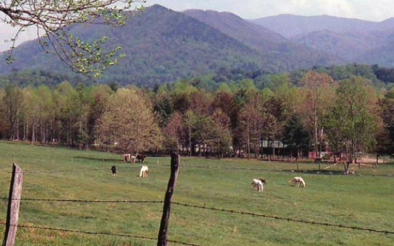 Trail rides and carriage rides are offered in the Cove but not on the Loop Road. Horses graze in the meadow.