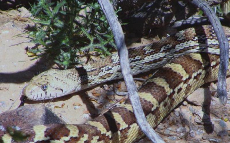 Though the bull or gopher snake resembles a rattlesnake and uses that as a defense mechanism, he is mostly interested in pack rats and not at all aggressive.