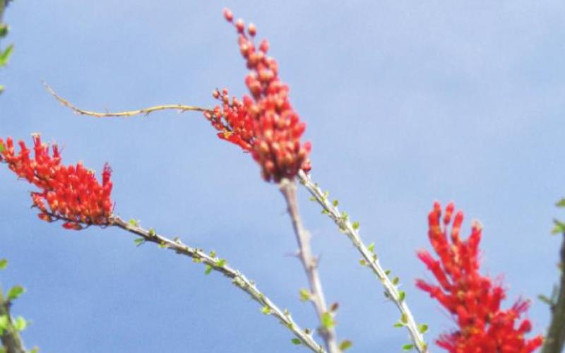 The ocotillo looks like a bundle of thorny sticks until an Arizona shower revives it. This can happen several times a year.