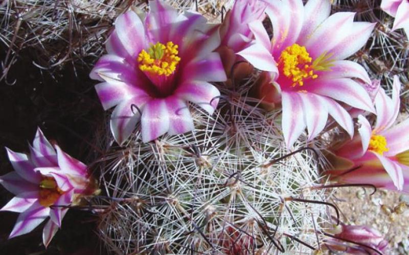The Sonoran Desert, unlike the other three in the US, is noteworthy for flowering cacti.