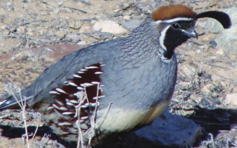 Coveys of Gambel’s quail are rather shy and scurry across open spaces rather quickly. Some roost for the night in a palo verde tree next to our campsite. Hard to get pix in the dark, though.