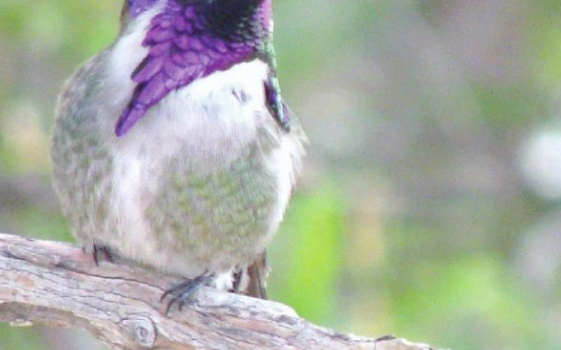 Hummingbirds often have a favorite perch where they will sit still just barely long enough for your camera to focus.