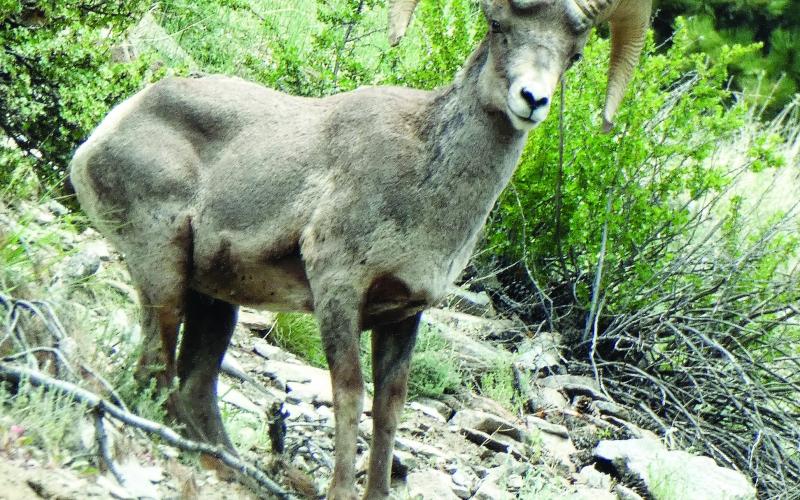 A bighorn ram politely led his herd off the trail so we could pass.