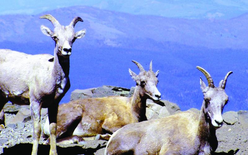 Bighorn ewes enjoy the view from Mt. Washburn as their lambs cavort through the rocky terrain.