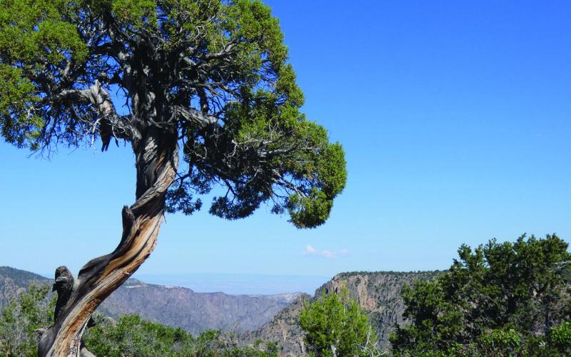 Mountain winters can twist trees like this juniper into interesting shapes.