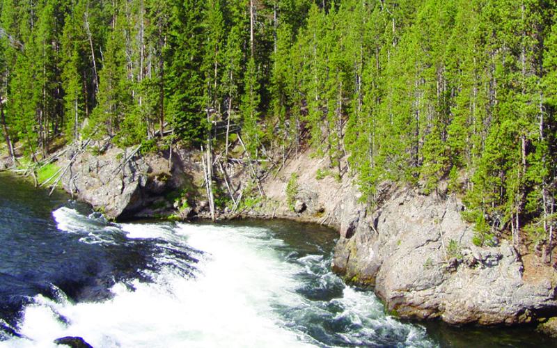 Yellowstone is dominated by forests of shoulder-to-shoulder lodgepole pines.