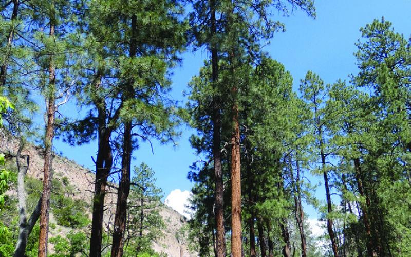 Some of us remember “Ponderosa” as the prequel to “Bonanza” that survived only two years. Trees of that name hold up a little better even in high desert country.